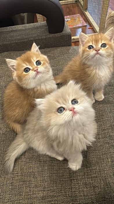 Продаются короткошерсные и ДШ Бритиш