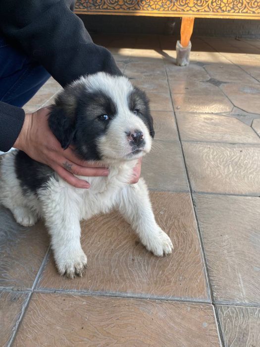 Ota kafkaz Afcharka Onasi Qozoqi