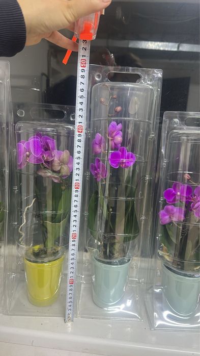 Орхидеи в колбе на 8 марта