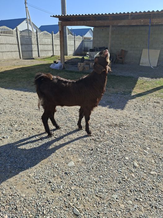 Казел теке битал