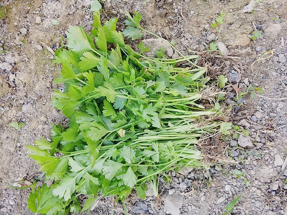 Seldr kochat xurustanli