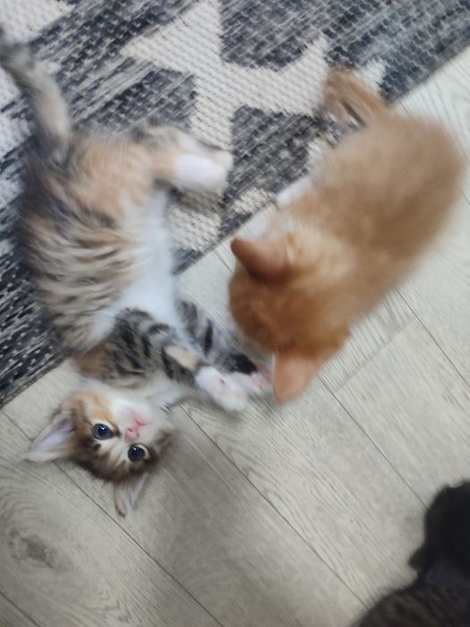 Отдам лучших котят