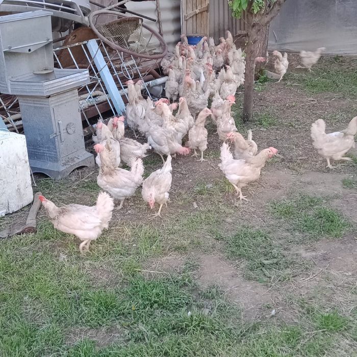 Тауктар тукымдап тур