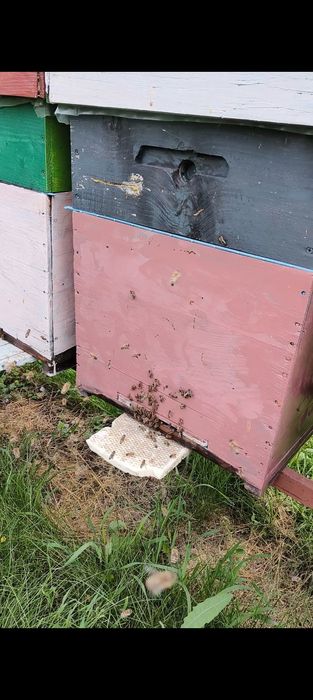 Vând familii de albine dadant 1/1. Cu sau fara  lada!