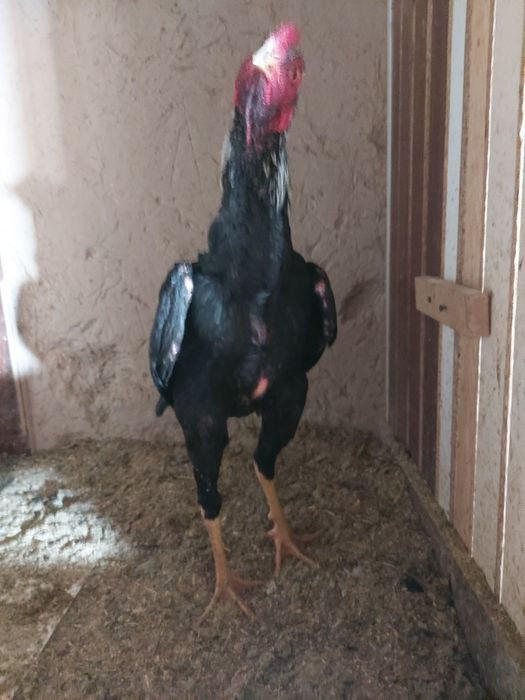 Avgustni oxirida chiqan xuruzcha