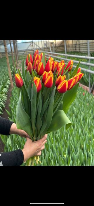 Тюльпан к 8 марта