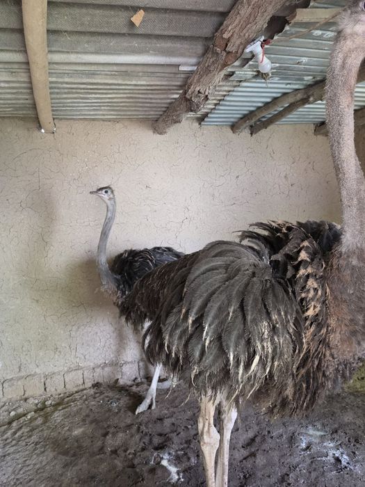 Tuya qushlar sotiladi 1.400$ yana kelishiladi 2tovuq 1ta Xoroz 9 oyli