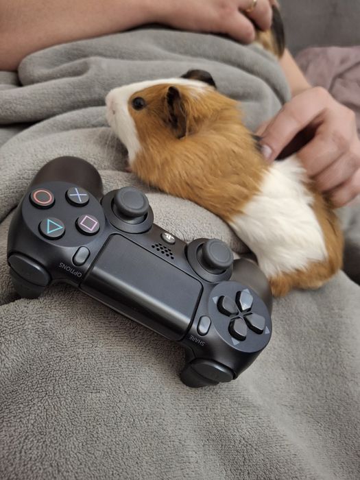 Клетка с с парочкой влюблённых морских свинок