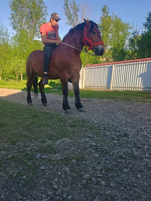 Vând manz de doi ani