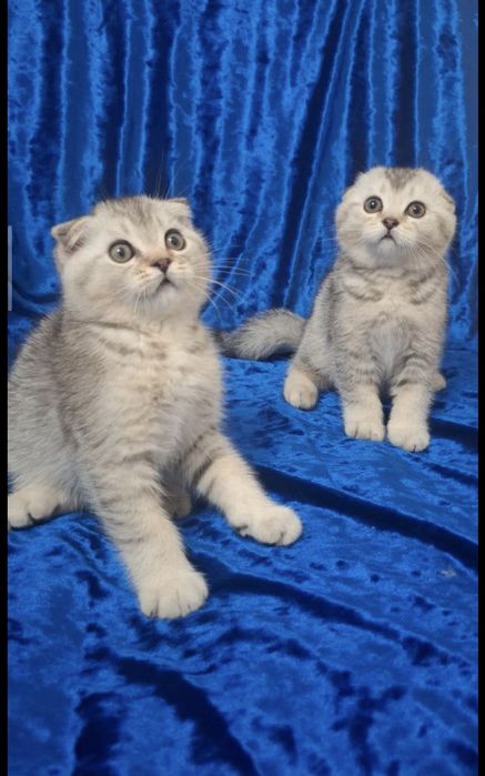 Продам породистых котят