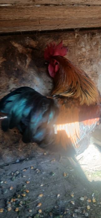 Vand cocosi rasa brahma rasa austrolop