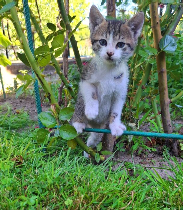 Подарявам мъжко котенце