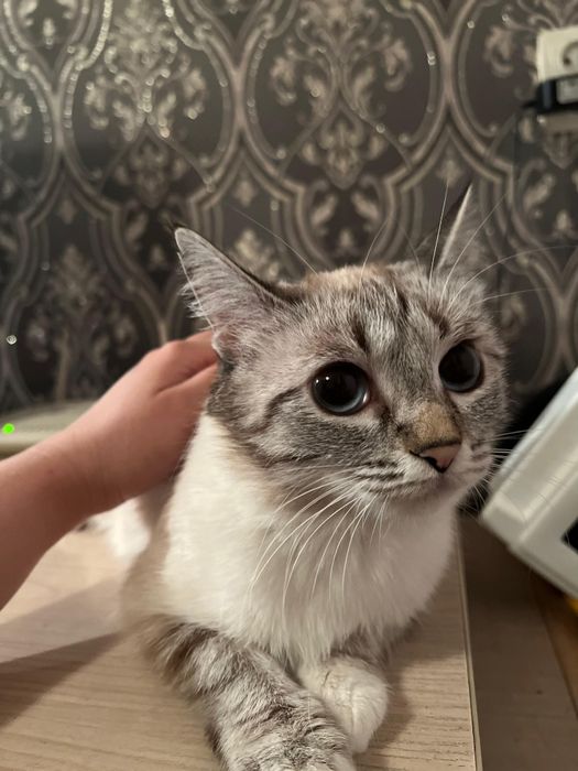 Ищем добрых людей