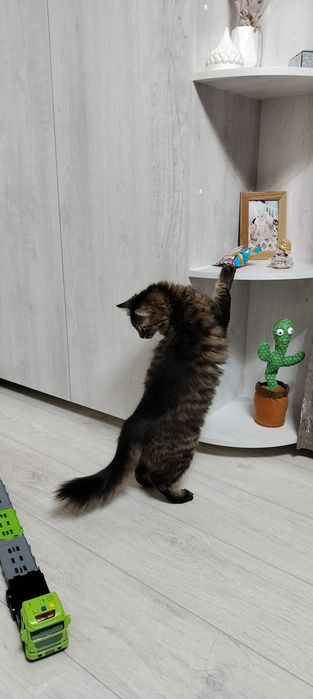 Отдам в хорошие руки кошку