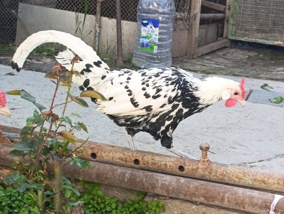 Продам японский петух