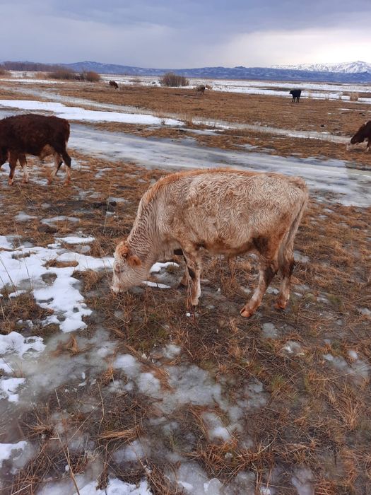 Продаются телята бычки