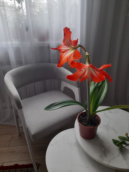 Продам Гиппеаструм.