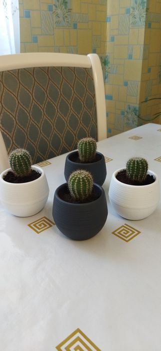 Кактусы 300,600,800 тенге