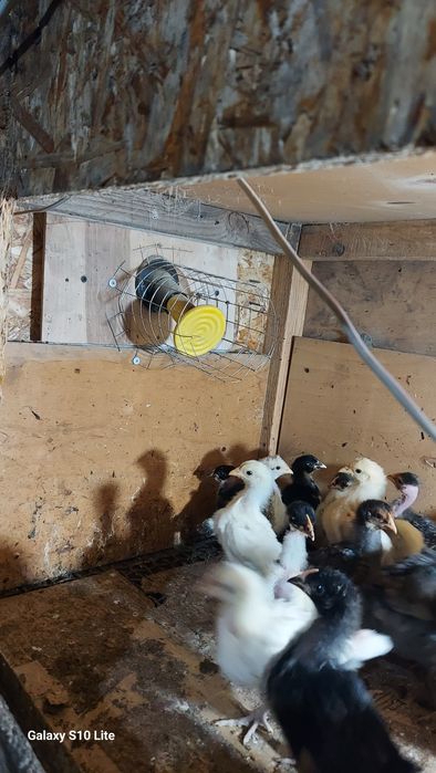 Продаються цыплята