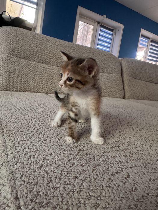 Отдам котят в хорошие руки!