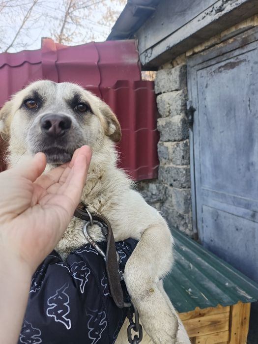 Отдам в заботливые руки