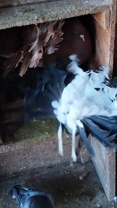 Vând porumbei ornamente