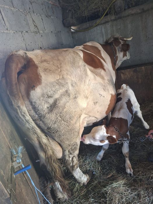 Vând vaca cu vitel