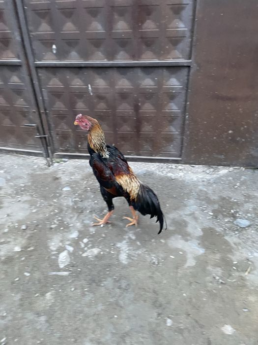 Продается петух бойцовый