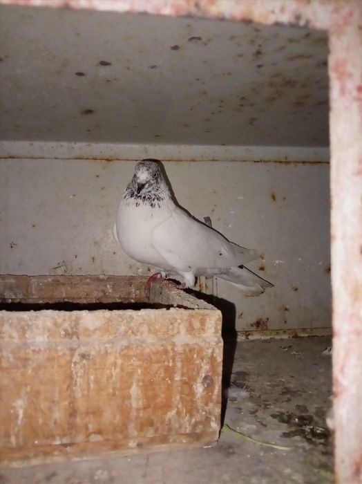 Голубь, самец...