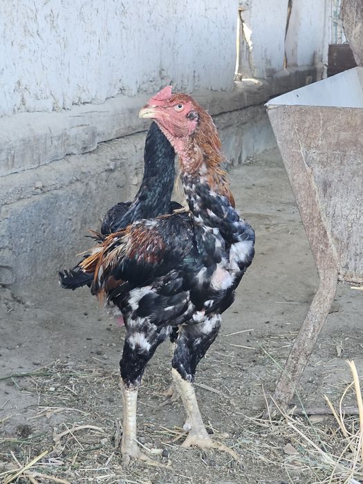 Xoʻroz va tovuq sotiladi