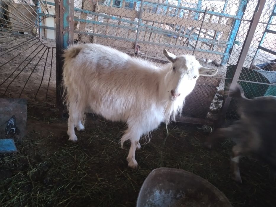 Занен ешкі сатылады буаз