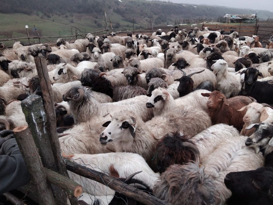 Oi si capre de vânzare