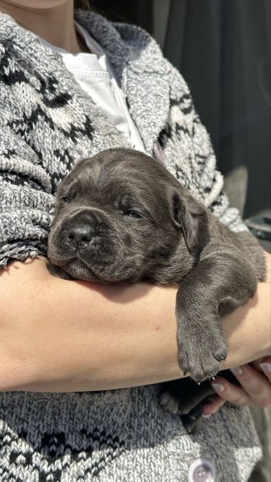 Italian Cane Corso