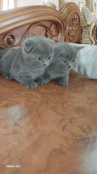 Скоттиш фолд 2.5 ойли