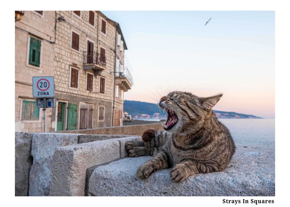 Стикери с Кауза: Бездомите Животни