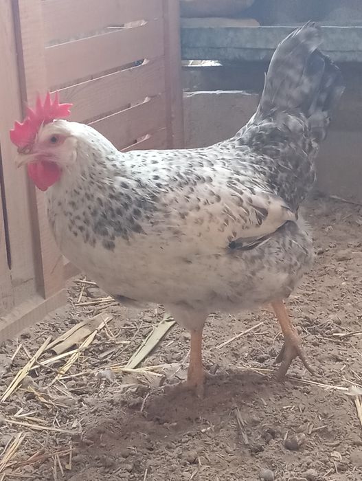 Barkovski toviqlarini tuxumlariga zakaz olamiz 15 mindan