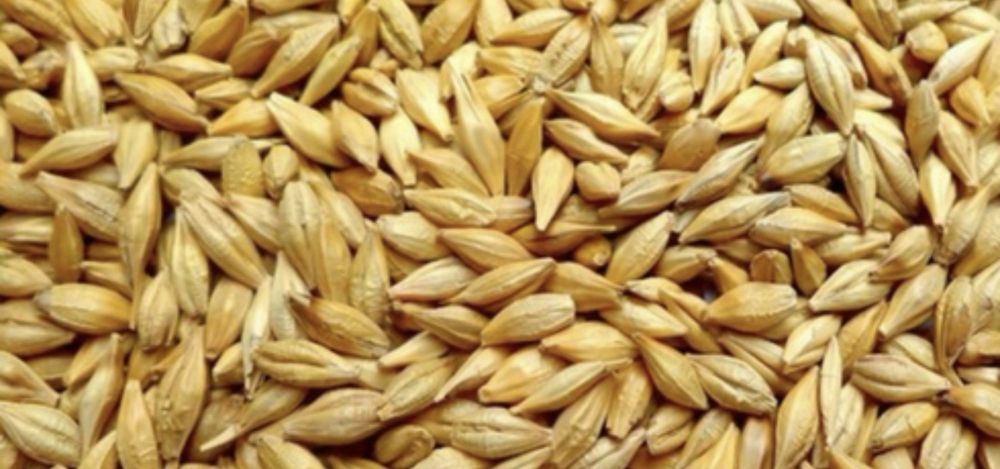 Семена ячменя 2РС