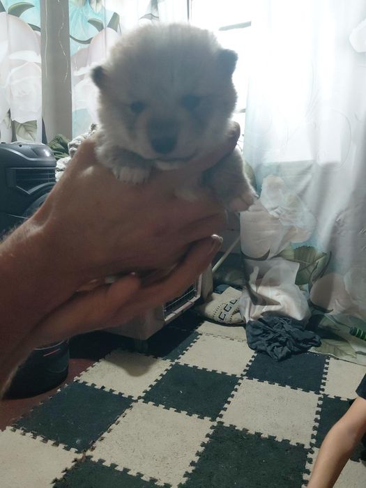 К продаже щенки сиба ину