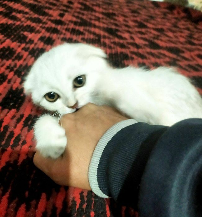 Toza zotlik mushuk Scottish fold