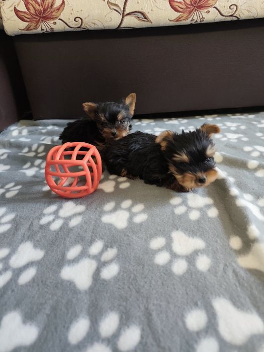 Йоркширски териер