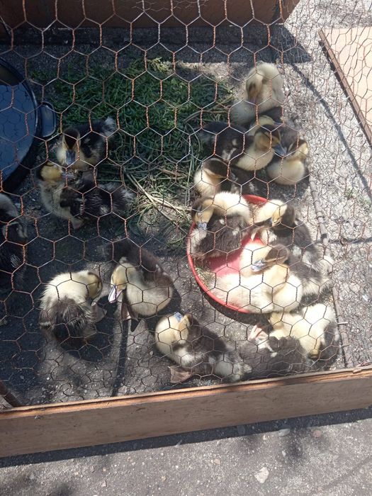 Rățuște lese pui diferite marimi