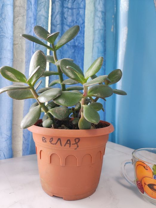 Многолетние Садовые цветы