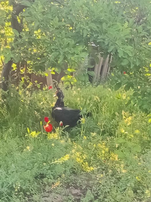 Продам индоутки селезень