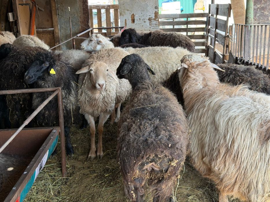 Кой сатылады козылы койлар