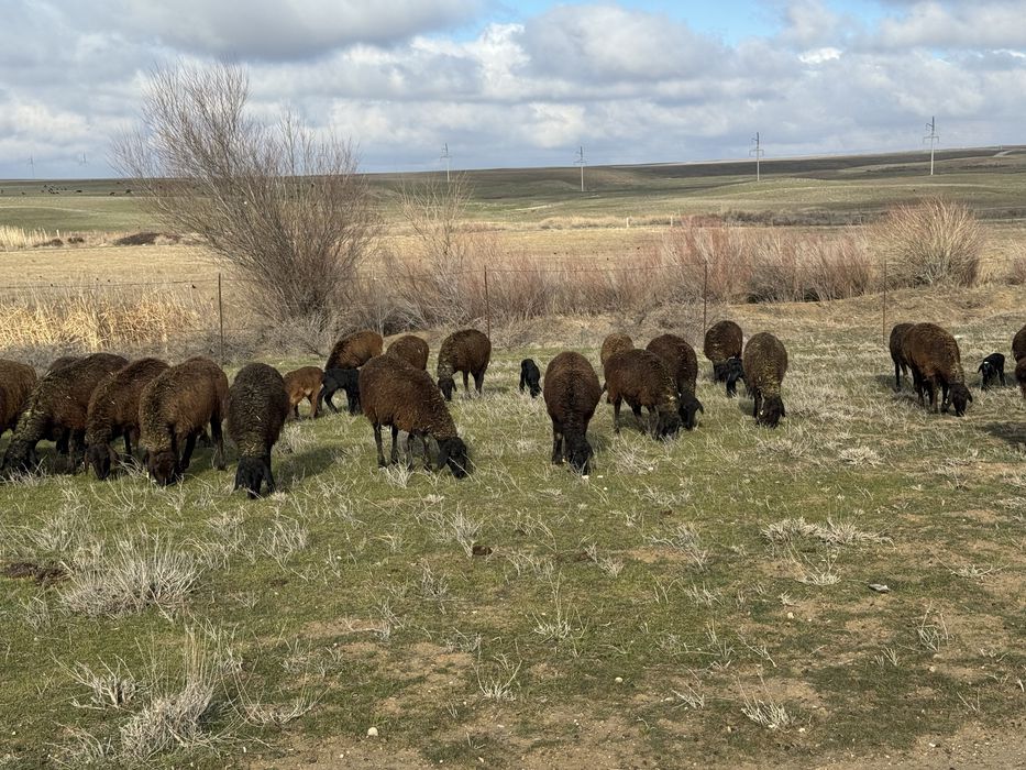 Кой сатылад жас барлыгы