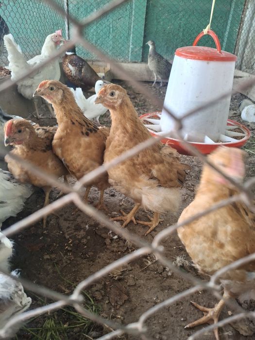 Кучен, адлер балапандар.