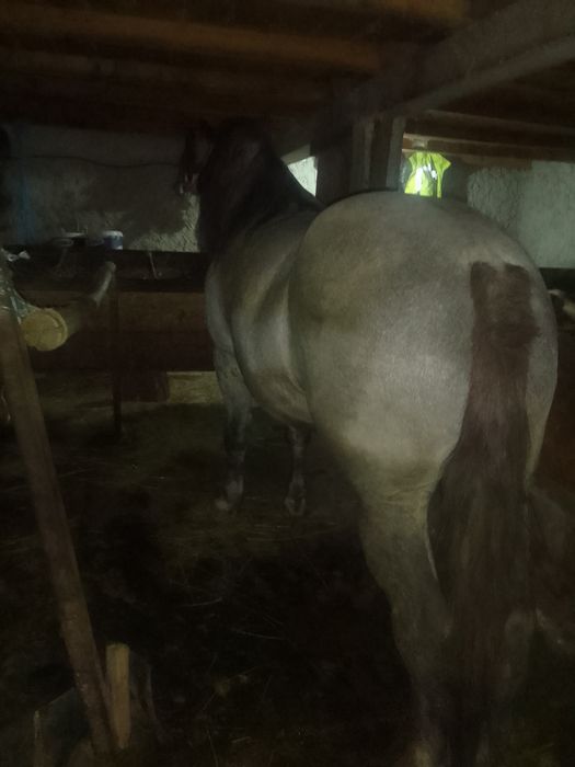 Vand armasar de 7 ani garantat la tras