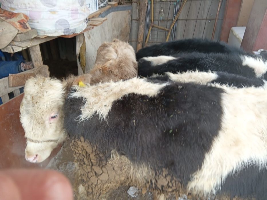 Бұқалар сатылады. Продам бычков.