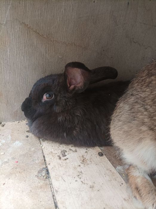 Quyonlar srochnaga sotiladi