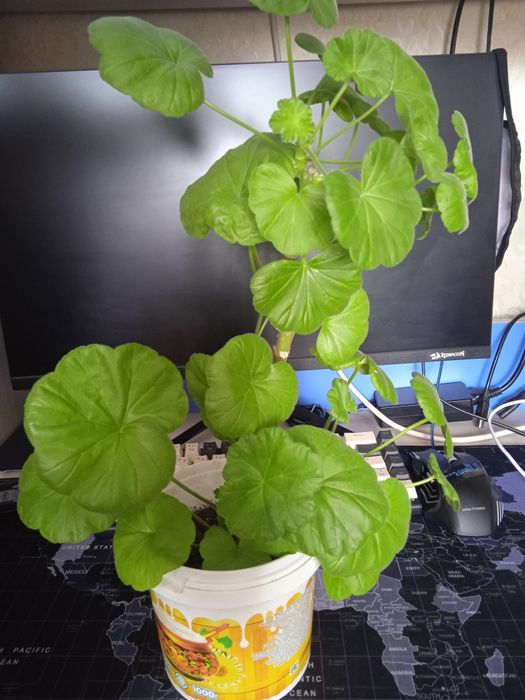 Цветы цветы цветы цена 500тенге